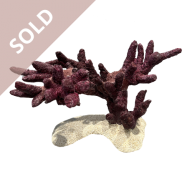 Bonsai Reef Scape 011