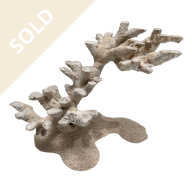 Bonsai Reef Scape 013