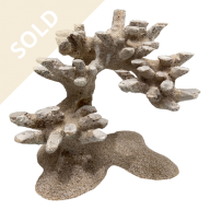 Bonsai Reef Scape 015