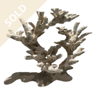 Bonsai Reef Scape 022