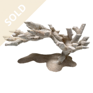 Bonsai Reef Scape 026