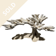 Bonsai Reef Scape 029