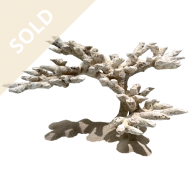 Bonsai Reef Scape 030