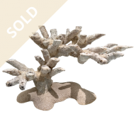 Bonsai Reef Scape 031